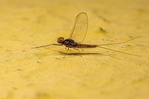 Adult Male Mayfly Insect photo