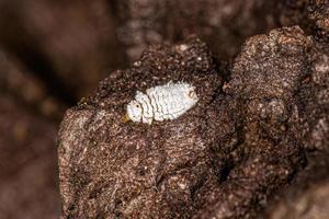 Lady Beetle Larva photo