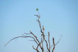 Two Peach-fronted Parakeet on a tree photo