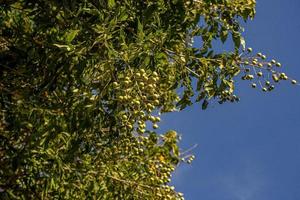 frutos de bayas de jabón de hoja de ala foto