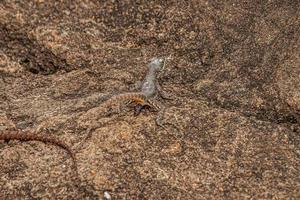 Small ground lizard photo