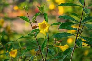 Allamanda Flowering Plant photo