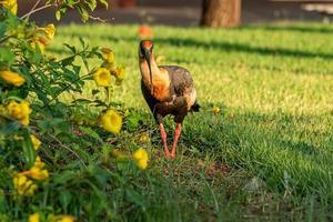 ibis de cuello buff foto