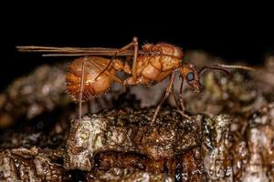 Hormiga cortadora de hojas acromyrmex macho alado adulto foto