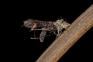 pequeña araña lince foto