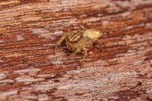 Small Jumping Spider photo