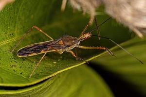 Adult Assassin Bug photo