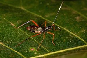 Leaf-footed Bug nymph photo