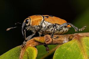 Adult True Weevil photo