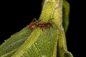 Adult Female Carpenter Ant photo