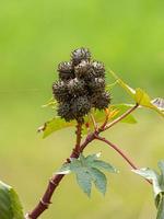 Green Castor Bean Plant photo