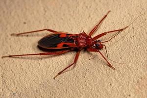 Adult Assassin Bug photo