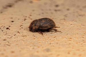 Adult Small Dung Beetle photo