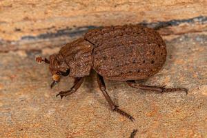 Adult Hide Beetle photo