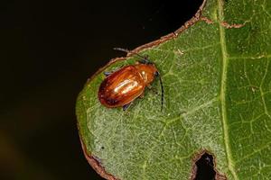 Adult Flea Beetle photo