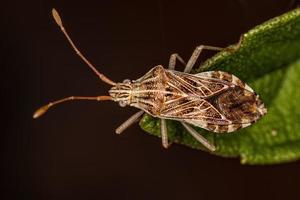 Adult Leaf-footed Bug photo