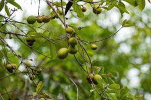 árbol con frutos llamado mangaba foto