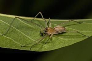 pequeña araña fantasma foto