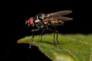 Adult Muscoid Fly photo