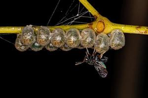 Adult Chalcidoid Wasp parasitizing stink bug eggs photo