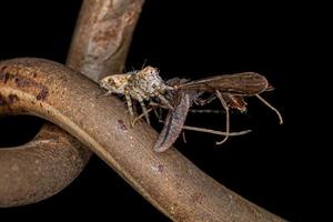 pequeña araña lince foto