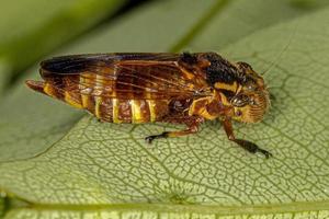 Yellow Small Typical Leafhopper photo