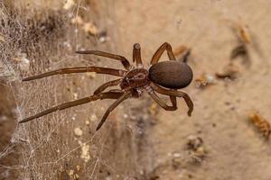 araña casera del sur hembra foto