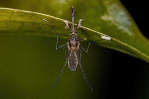 Adult Male Culicine Mosquito photo