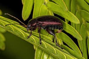 Adult Leaf Beetle photo