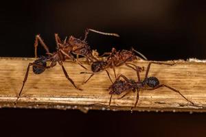 Adult Acromyrmex Leaf-cutter Ant photo