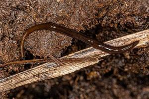 planaria terrestre neotropical foto