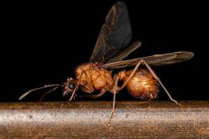 Hormiga cortadora de hojas acromyrmex macho alado adulto foto