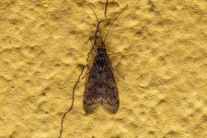 Adult Caddisfly Insect photo