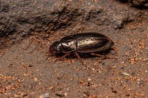 escarabajo de tierra adulto foto