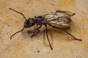 Adult Bullet Ant Queen photo