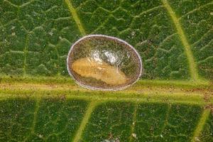 larva de insecto amarillo foto