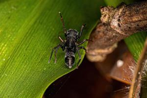 Male Adult Jumping Spider photo