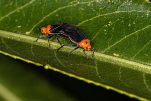 Adult Plant Bugs photo