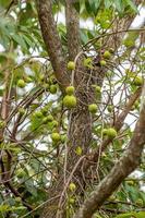 Tree with fruits called Mangaba photo