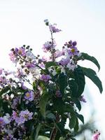 Giant Crape-Myrtle Tree photo