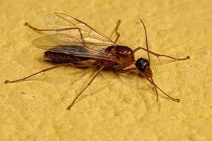 Hormiga carpintera alada macho adulto foto