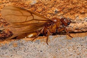 hormiga reina ladrona alada hembra adulta foto
