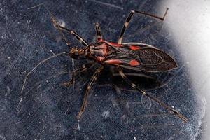 Adult Assassin Bug photo