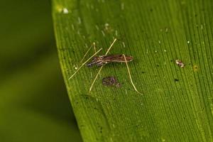 Adult Limoniid Crane Fly photo