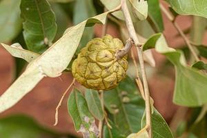 Small Wild Fruit photo