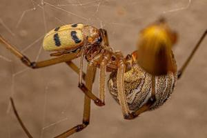 Female Adult Brown Widow Spider preying on an adult leaf beetle photo