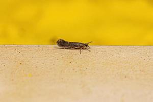 Adult Little Black Caddisfly Insect photo