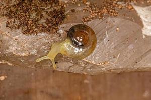 caracol de cristal pequeño foto