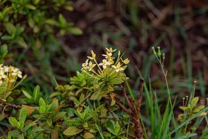 flor amarilla de la planta de la llama de la selva foto