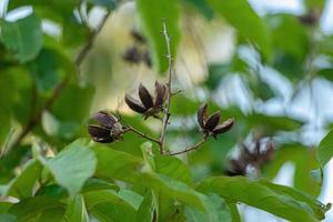 Giant Crape-Myrtle Tree photo